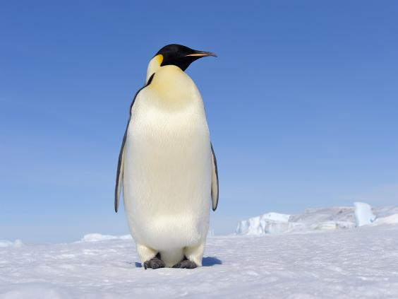 Penguin